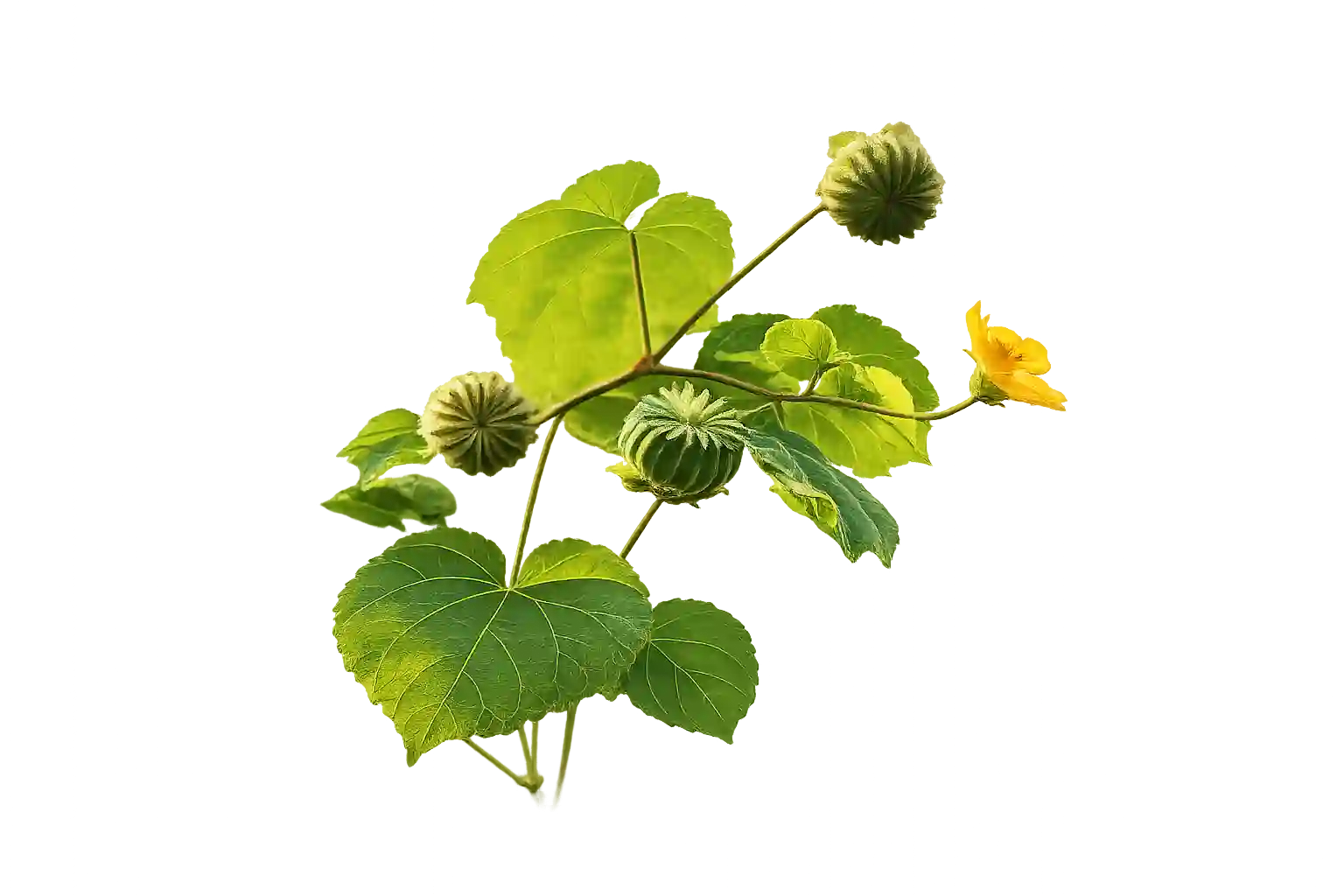 Atibala