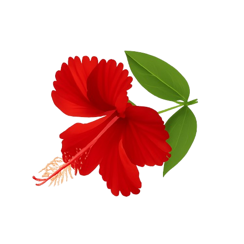 Gudhal (Hibiscus)