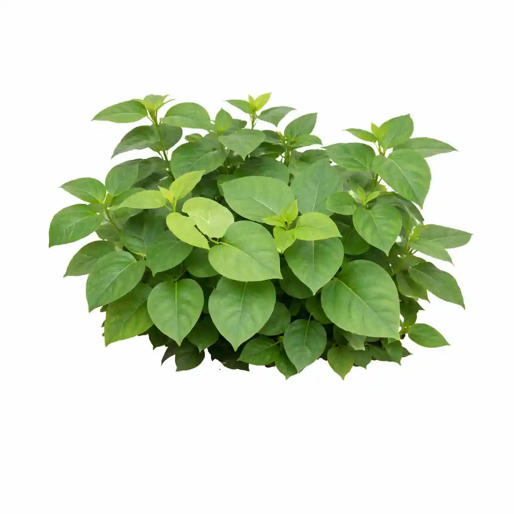 Jeevanti